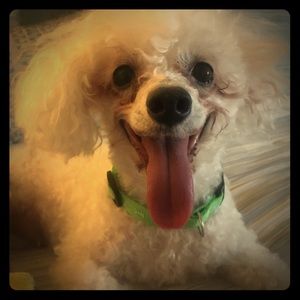 Meet your Posher, Maria